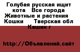 Голубая русская ищит кота - Все города Животные и растения » Кошки   . Тверская обл.,Кашин г.